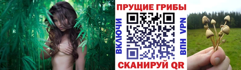 Псилоцибиновые грибы GOLDEN TEACHER  Будённовск 